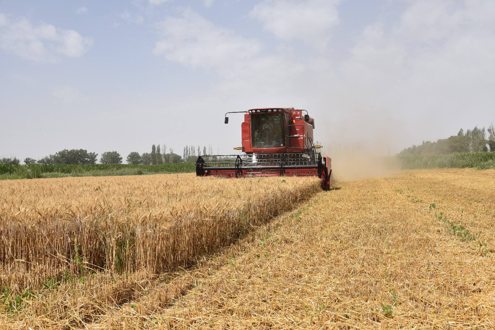 全国“三夏”大规模小麦机收全面展开 各地已开设农机转运绿色通道2600余条
