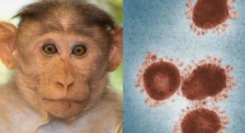 世卫称3%到6%的猴痘病例致命,世卫将就猴痘疫情召开紧急会议