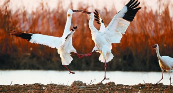 鄱阳湖何以成为冬季候鸟家园