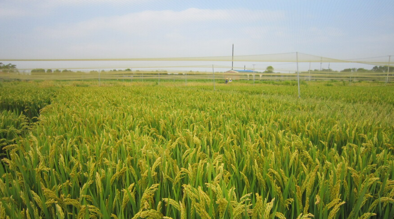 天太热水稻也受不了，上海科学家种的新品系却增加了20%产量