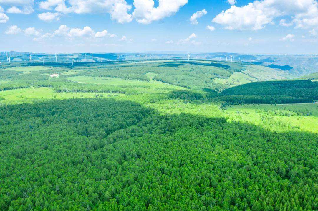 培育优质高效的森林“碳库”（治理者说）