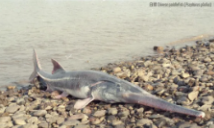 世界自然保护联盟更新濒危物种红色名录：“淡水鱼之王”长江白鲟灭绝