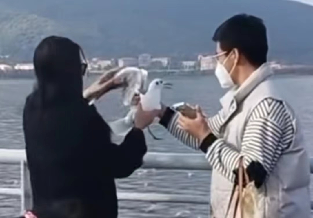 游客竟抓住海鸥拍照